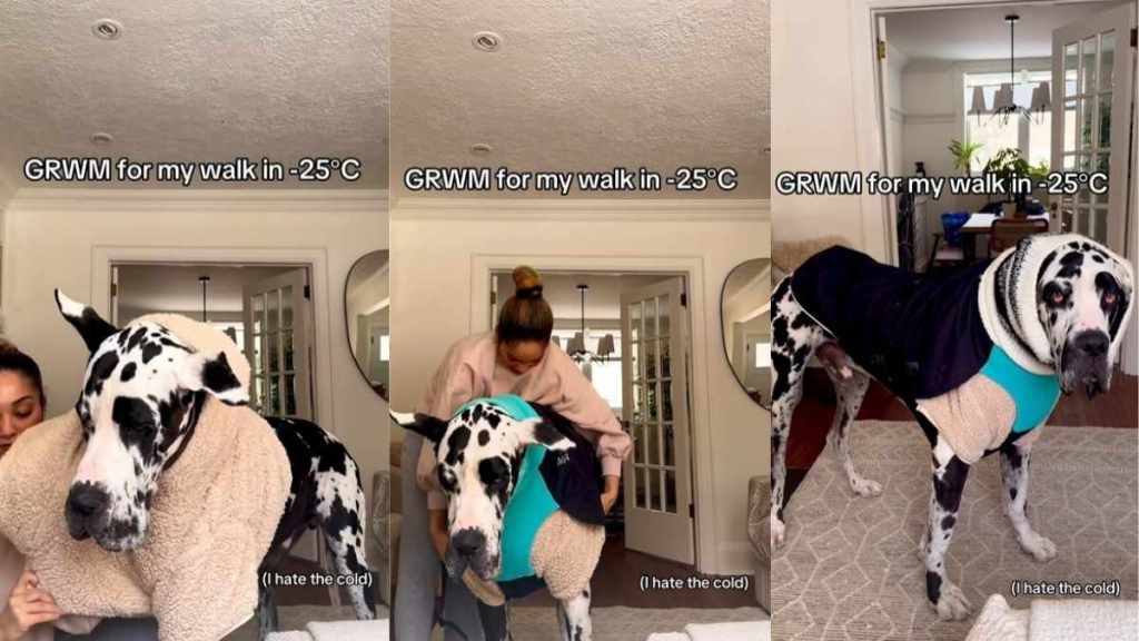 Great Dane Matches Winter Wear With Beaded Collar in GRWM Video