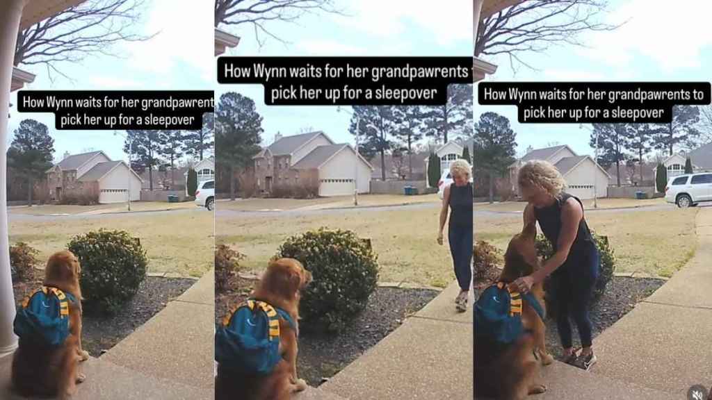 Video: Golden Retriever Waits for Grandma Wearing Her Backpack