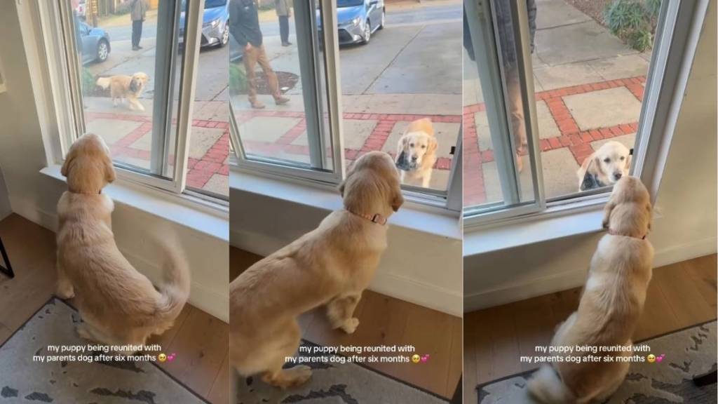 Golden Retriever Meets Grandma's Dog After 6 Months & This Is What Happens
