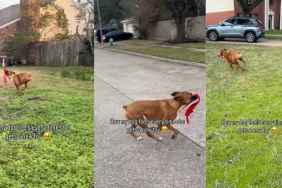 Dog’s Celebration After Getting a New Toy Requires a Lot of Space