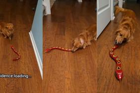 Video: Dog's Reaction to a Reptile Toy Is Everything