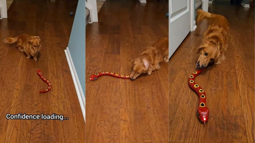 Video: Dog's Reaction to a Reptile Toy Is Everything