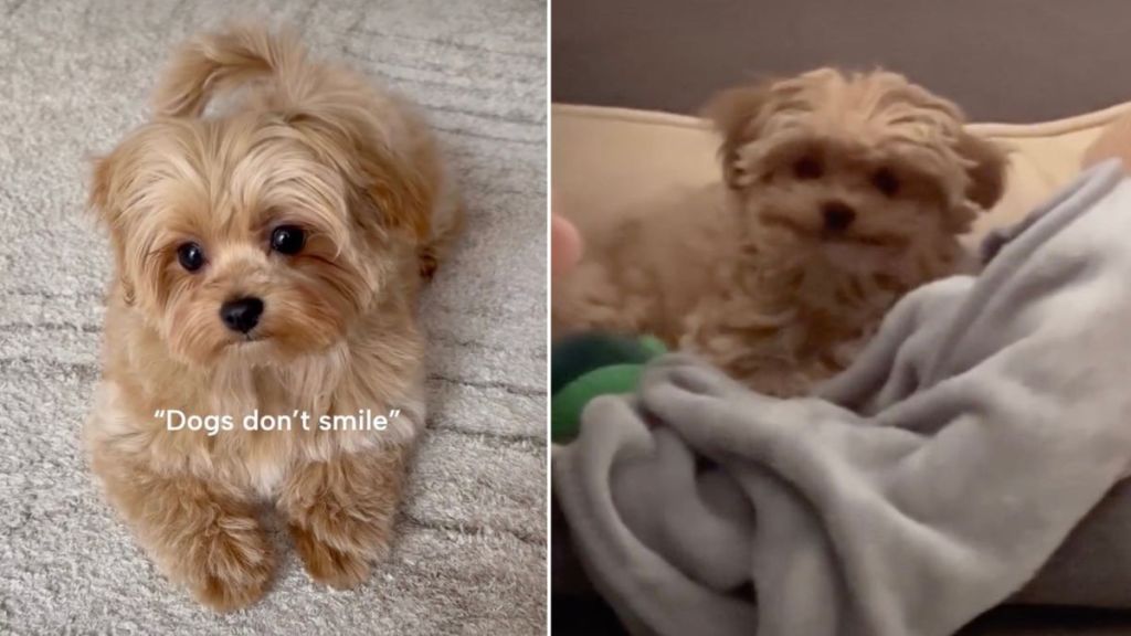 Video: Owner Captures Maltipoo Puppy’s Adorable Smile