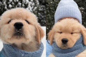 Video: Puppy Enjoys Snowy Weather With Owners