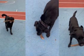 Dog Collects Sticks & Shows Them to Owner in Adorable Video