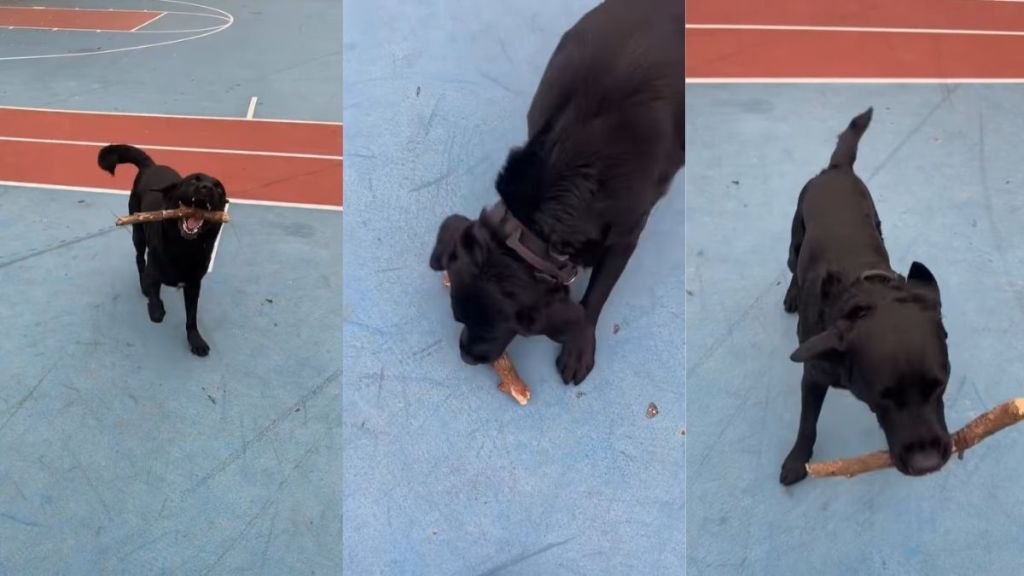 Dog Collects Sticks & Shows Them to Owner in Adorable Video