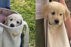 Video Shows How Golden Retriever Puppy Goes Out Without Touching the Ground