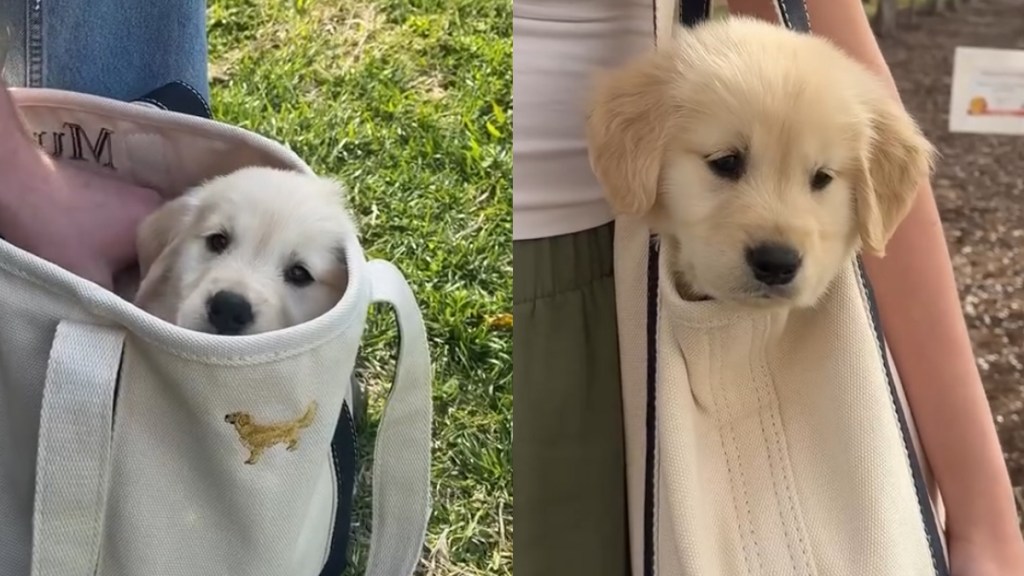 Video Shows How Golden Retriever Puppy Goes Out Without Touching the Ground