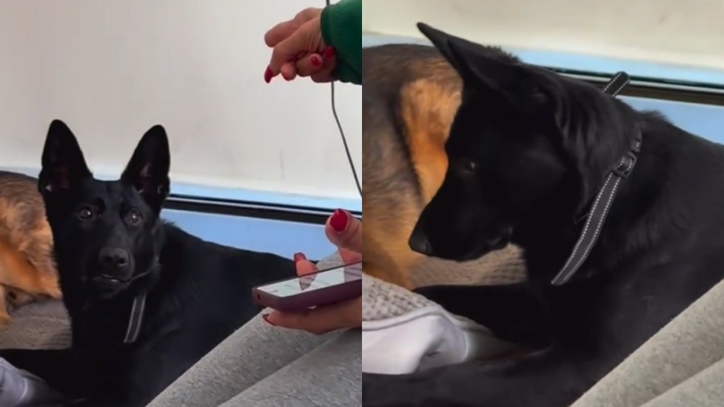 Dog Reacts to Grandma Correcting Her in Adorable Video