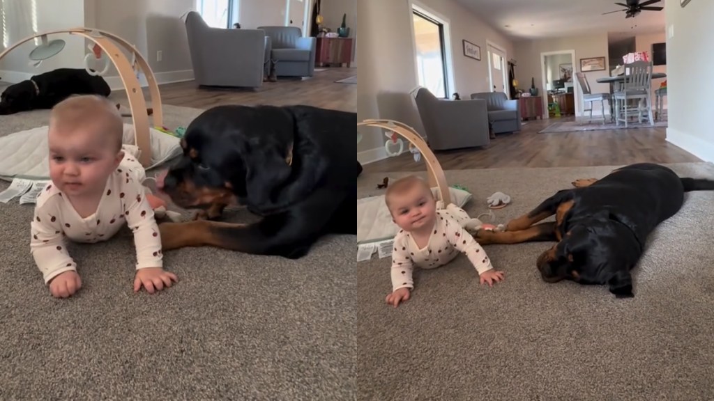 Video: Dog & Baby Are in Perfect Sync When They Flop