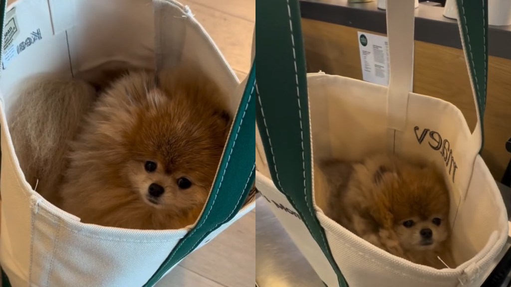 Video: Tiny Dog Is a Little Too Comfy Snuggled Inside Owner's Bag
