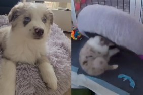 Video: Puppy Has a Bed but Hasn't Been Using It Right