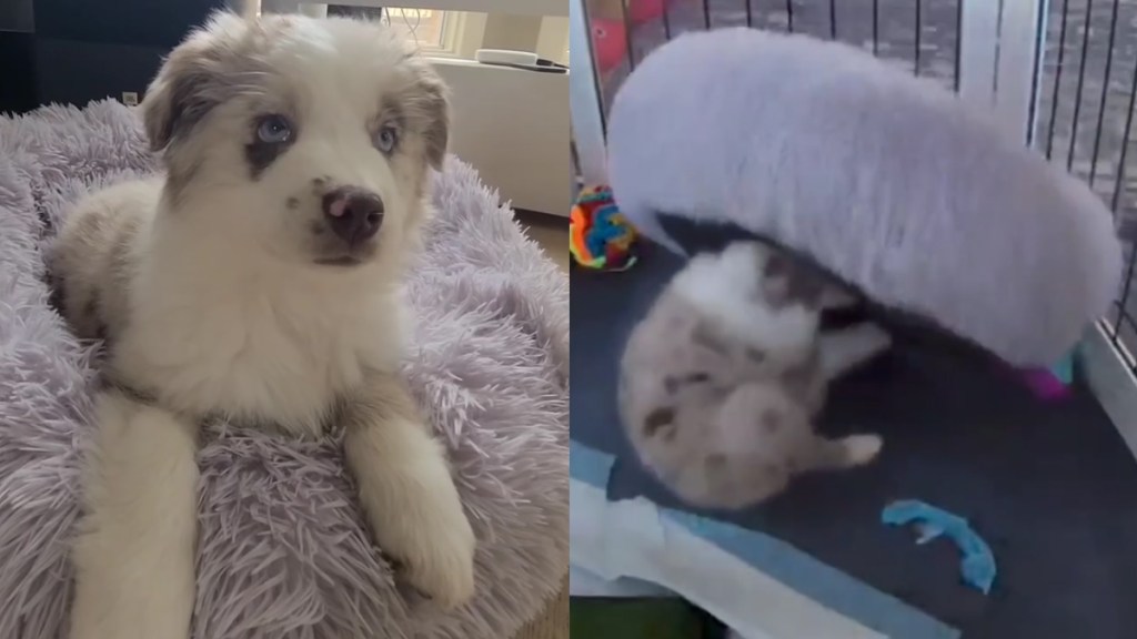 Video: Puppy Has a Bed but Hasn't Been Using It Right