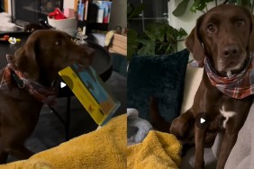 Video: Dog Never Misses Book Reading Ritual at Day’s End