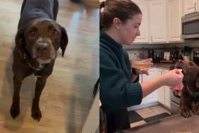 Video: Dog Helps Mom To Have a Relaxing & Fun Day