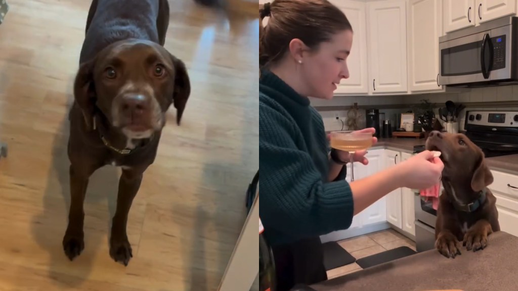 Video: Dog Helps Mom To Have a Relaxing & Fun Day