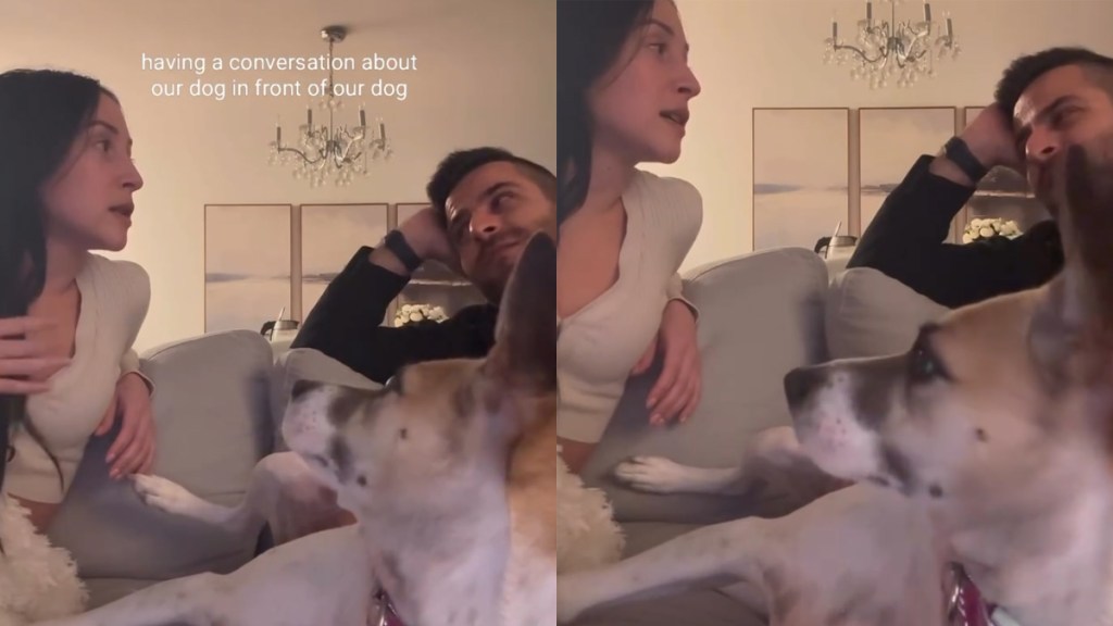 Video: Dog Possibly Understands Everything Owners Say About Her