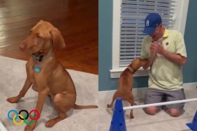 Video: Dog Competes With Herself in Homemade Winter Olympics
