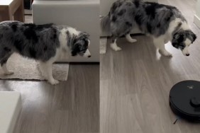 Video: Herding Dog Appears to Guide Robot Vacuum Back Home