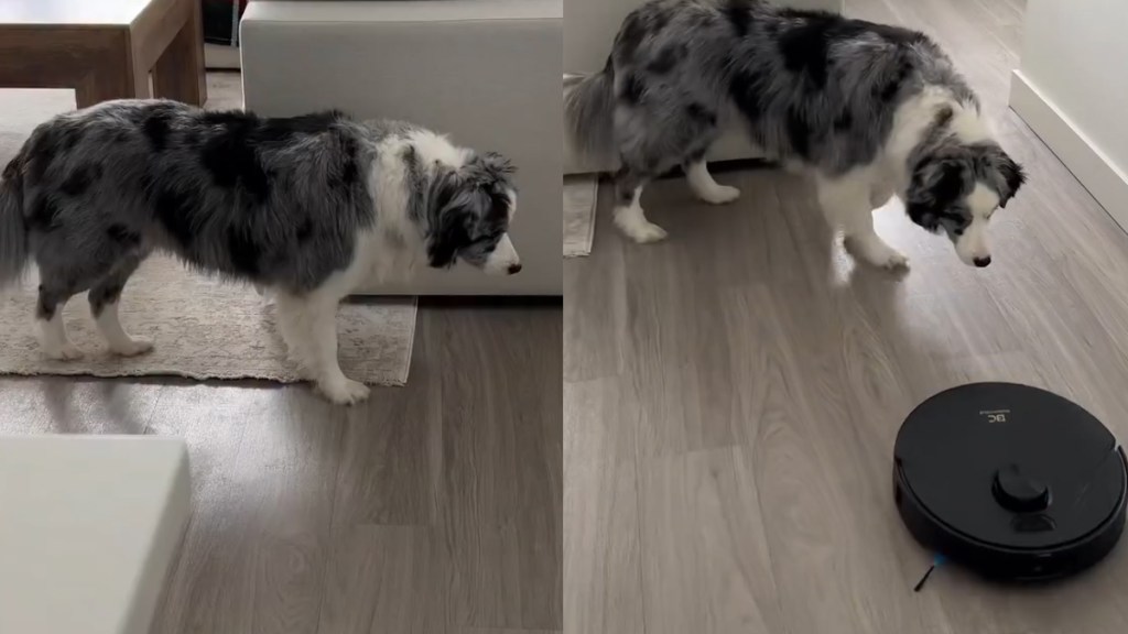 Video: Herding Dog Appears to Guide Robot Vacuum Back Home