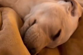 Video: Puppy Lets Out Cute Noises While Dreaming