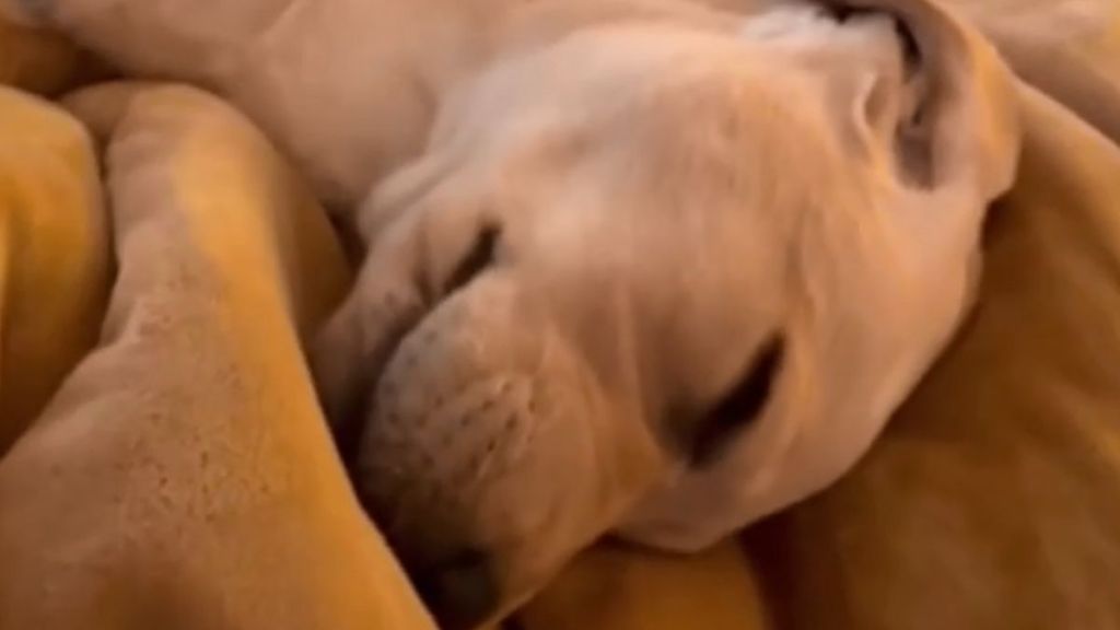 Video: Puppy Lets Out Cute Noises While Dreaming