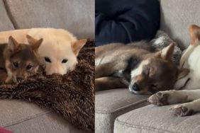 Video Shows What Happens When 2 Cuddly Dogs Find Each Other