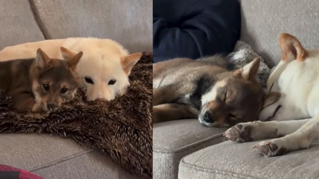 Video Shows What Happens When 2 Cuddly Dogs Find Each Other