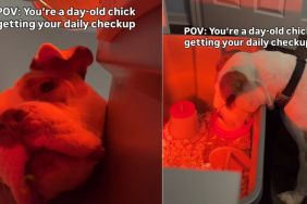 Video: Dog Goes Viral for Checking on Day-Old Baby Chicks