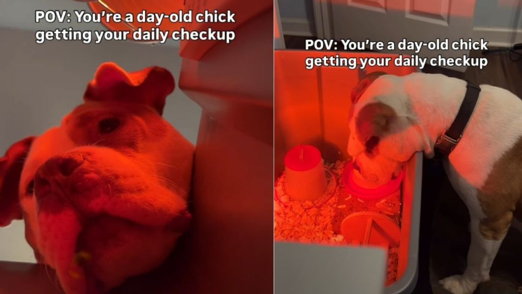 Video: Dog Goes Viral for Checking on Day-Old Baby Chicks