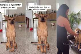 Rescue Pup’s First Meeting With a Family Member Goes Better Than Expected
