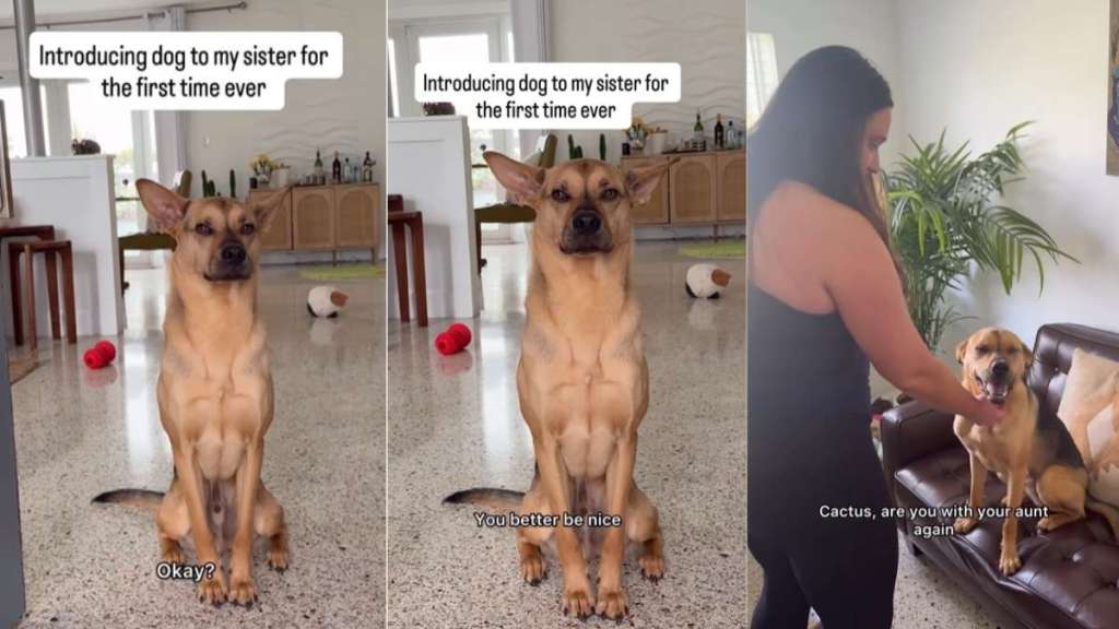 Rescue Pup’s First Meeting With a Family Member Goes Better Than Expected