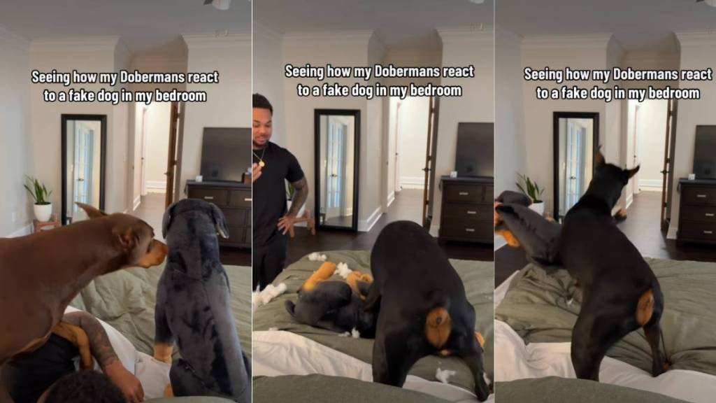 Video: Big Dogs React to a Fake Dog Kept in Owner's Bed