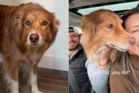 Dog’s Ears Perk Up at the Words 'Dad Comes Home Tonight'