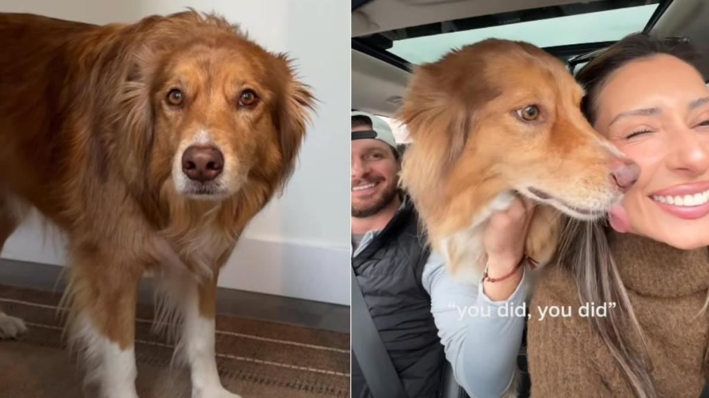 Dog’s Ears Perk Up at the Words 'Dad Comes Home Tonight'
