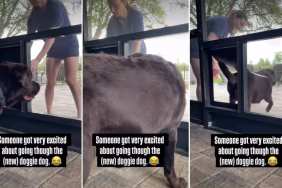 Video: Labrador Gets Thrilled After Passing Through New Dog Door