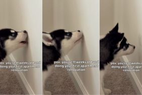 Puppy Takes up His First Home Renovation Project at a Very Young Age