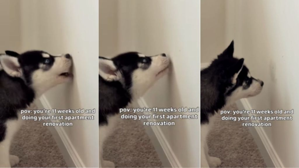 Puppy Takes up His First Home Renovation Project at a Very Young Age