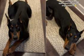 Dog Leaves Owner Stunned With Bizarre Sitting Style