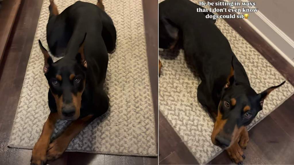 Dog Leaves Owner Stunned With Bizarre Sitting Style