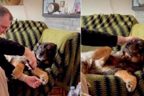 Video: Senior Rescue Dog Clearly Expresses His Feelings About Fur Trimming