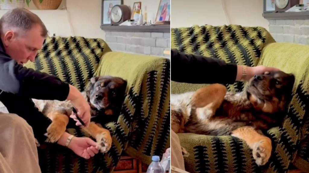 Video: Senior Rescue Dog Clearly Expresses His Feelings About Fur Trimming