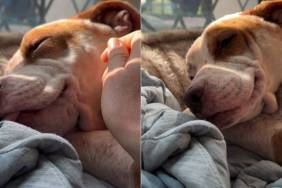 Sleepy Foster Dog Makes Going to Work Very Difficult