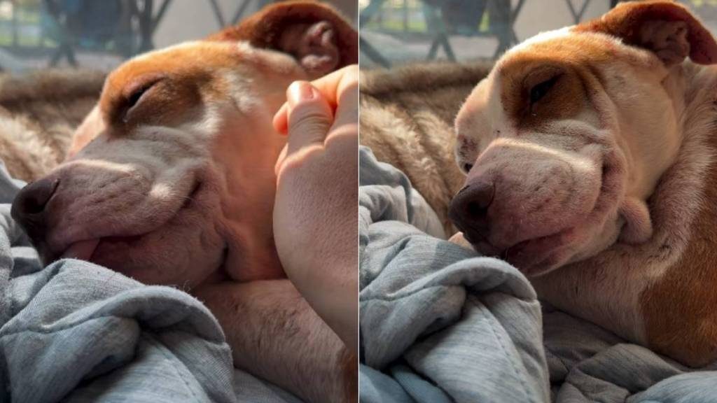 Sleepy Foster Dog Makes Going to Work Very Difficult