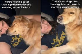 Golden Retriever's 'Morning Scrunchie Face' Goes Viral