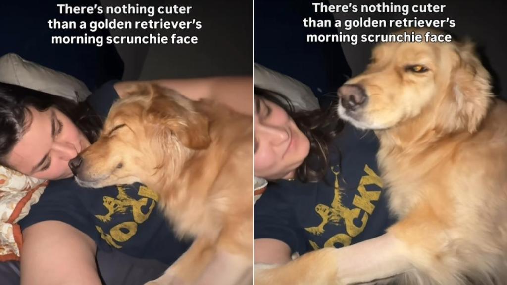Golden Retriever's 'Morning Scrunchie Face' Goes Viral
