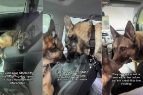 Retired Bomb Squad Dog Meets One of Her Own in Sweet Video