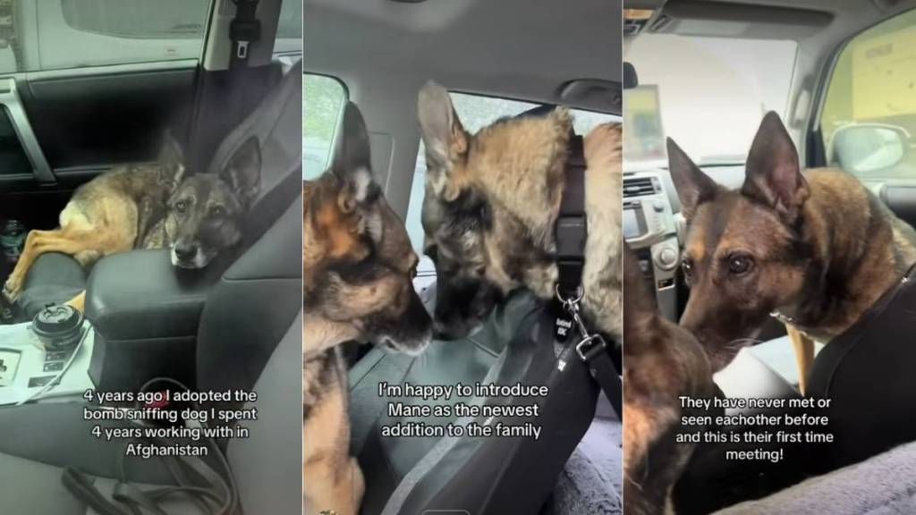 Retired Bomb Squad Dog Meets One of Her Own in Sweet Video