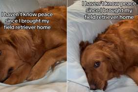 Video: Golden Retriever Keeps Doing What Owner Asked Her Not to Do