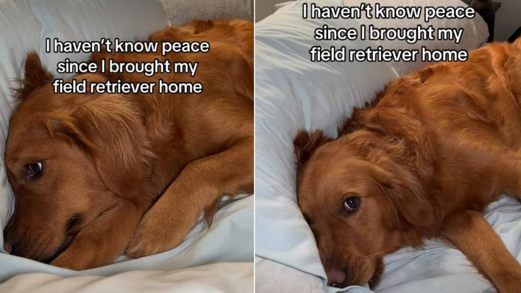 Video: Golden Retriever Keeps Doing What Owner Asked Her Not to Do
